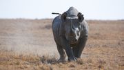 17 rhinocéros noirs sud-africains envoyés au Malawi. 17 rhinocéros noirs sud-africains envoyés au Malawi.