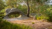En forêt de Fontainebleau, à la découverte d’un vaste site d’art rupestre méconnu En forêt de Fontainebleau, à la découverte d’un vaste site d’art rupestre méconnu