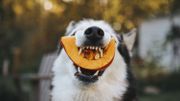 Après Halloween, ne jetez pas vos citrouilles, donnez les restes comestibles aux animaux Après Halloween, ne jetez pas vos citrouilles, donnez les restes comestibles aux animaux