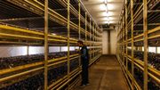Fluddasveppir, le seul producteur de champignons de l’île, utilise la géothermie à grande échelle pour produire 3 variétés de champignons à Flúdir et exploiter de nombreuses serres. Fluddasveppir, le seul producteur de champignons de l’île, utilise la géothermie à grande échelle pour produire 3 variétés de champignons à Flúdir et exploiter de nombreuses serres.
