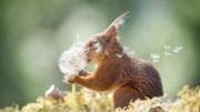 Découvrez les finalistes du "Comedy Wildlife Photo Awards" qui récompense les photos d'animaux les plus amusantes Découvrez les finalistes du "Comedy Wildlife Photo Awards" qui récompense les photos d'animaux les plus amusantes