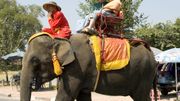 En Thaïlande, envers du décor sombre pour les " éléphants à touristes " En Thaïlande, envers du décor sombre pour les " éléphants à touristes "