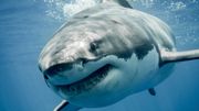 Un concert de rock... pour les grands requins blancs Un concert de rock... pour les grands requins blancs