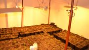 Au total ce sont 1000 plants de cannabis qui ont été saisis en différents endroits du Borinage Au total ce sont 1000 plants de cannabis qui ont été saisis en différents endroits du Borinage
