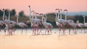 Un groupe de flamants roses illumine un lac du Kazakhstan Un groupe de flamants roses illumine un lac du Kazakhstan