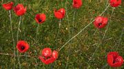 Des coquelicots au Jardin botanique de Meise pour les 100 ans de la Grande guerre Des coquelicots au Jardin botanique de Meise pour les 100 ans de la Grande guerre