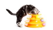 Aménagez votre intérieur pour que votre chat y soit heureux Aménagez votre intérieur pour que votre chat y soit heureux