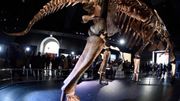 Une nouvelle espèce de dinosaure géant baptisée à New York Une nouvelle espèce de dinosaure géant baptisée à New York
