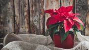 Plante d'intérieur du mois : le poinsettia Plante d'intérieur du mois : le poinsettia
