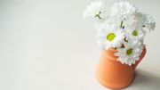 Plante d'intérieur du mois: le chrysanthème Plante d'intérieur du mois: le chrysanthème