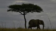 Quelle protection pour les éléphants ? Quelle protection pour les éléphants ?