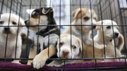 Litter of puppies in animal shelter. Australian Shepherds Litter of puppies in animal shelter. Australian Shepherds