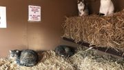 Les abandons sont encore plus marqués chez les chats. Les abandons sont encore plus marqués chez les chats.