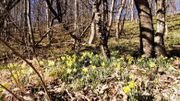 Dans une réserve naturelle, interdiction formelle de cueillir des jonquilles. Dans une réserve naturelle, interdiction formelle de cueillir des jonquilles.