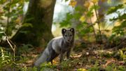 La couleur de l'animal change en fonction des saisons pour s'adapter à son milieu. La couleur de l'animal change en fonction des saisons pour s'adapter à son milieu.