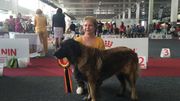 Un "Cao da Serra da Estrela", un chien de montagne portugais. Un "Cao da Serra da Estrela", un chien de montagne portugais.