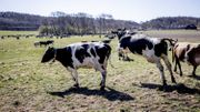 Une vache saute dans le champ pendant la libération de la vache, pour paître dans les champs après avoir passé les six mois d'hiver à l'intérieur, à la ferme Berte Gard en dehors de Falkenberg Une vache saute dans le champ pendant la libération de la vache, pour paître dans les champs après avoir passé les six mois d'hiver à l'intérieur, à la ferme Berte Gard en dehors de Falkenberg