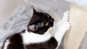 Aménagez votre intérieur pour que votre chat y soit heureux Aménagez votre intérieur pour que votre chat y soit heureux