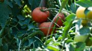 Le virus est à nos portes: nos tomates sont-elles en danger? Le virus est à nos portes: nos tomates sont-elles en danger?
