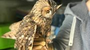 Renards croqueurs de poules : comment s'en prémunir ? Renards croqueurs de poules : comment s'en prémunir ?