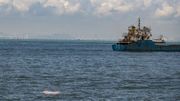 A Hong Kong, les dauphins roses de retour grâce à la baisse du trafic maritime A Hong Kong, les dauphins roses de retour grâce à la baisse du trafic maritime