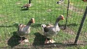 Renards croqueurs de poules : comment s'en prémunir ? Renards croqueurs de poules : comment s'en prémunir ?