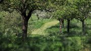 Apple Blossom Blooms At Glastonbury Abbey Apple Blossom Blooms At Glastonbury Abbey