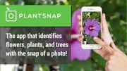 Test : quelle application choisir pour identifier une plante ? Test : quelle application choisir pour identifier une plante ?