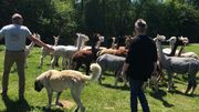 Éric et Laurence s'occupe de déplacer le troupeau d'alpaguettes avec leur chien Éric et Laurence s'occupe de déplacer le troupeau d'alpaguettes avec leur chien