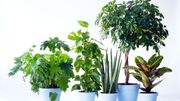 Fête des pères : 5 plantes à offrir pour ceux qui n'ont pas la main verte Fête des pères : 5 plantes à offrir pour ceux qui n'ont pas la main verte