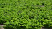 L'Union Ardennaise des pépiniéristes a recensé 3120 hectares de cultures de sapins de Noël en Belgique. Mais la grande majorité est produite en Wallonie. 80% des arbres produits sont exportés. L'Union Ardennaise des pépiniéristes a recensé 3120 hectares de cultures de sapins de Noël en Belgique. Mais la grande majorité est produite en Wallonie. 80% des arbres produits sont exportés.