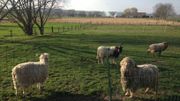 Dans le Pays des Collines, beaucoup de particuliers élèvent des moutons Dans le Pays des Collines, beaucoup de particuliers élèvent des moutons