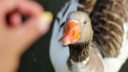 Les canards anglais meurent de faim parce qu'ils ne reçoivent plus de pain des passants Les canards anglais meurent de faim parce qu'ils ne reçoivent plus de pain des passants