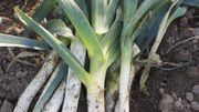 Des poireaux au potager Des poireaux au potager