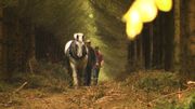 Cours particuliers de débardage en forêt avec le cheval Max. Cours particuliers de débardage en forêt avec le cheval Max.