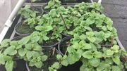 Le Printemps Grandeur Nature à la découverte d'une ferme spécialisée en permaculture en province de Liège ! Le Printemps Grandeur Nature à la découverte d'une ferme spécialisée en permaculture en province de Liège !