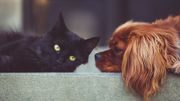Que faire contre la mauvaise haleine de nos animaux ? Que faire contre la mauvaise haleine de nos animaux ?