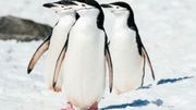 Des milliers de manchots Adélie, des manchots papou, de manchots à jugulaire (photo) vivent installés en colonies sur terre, sur la banquise ou sur la glace de mer. Des milliers de manchots Adélie, des manchots papou, de manchots à jugulaire (photo) vivent installés en colonies sur terre, sur la banquise ou sur la glace de mer.