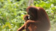 les orangs outan peuplent les forêts cambodgiennes mais pour combien de temps encore ? les orangs outan peuplent les forêts cambodgiennes mais pour combien de temps encore ?