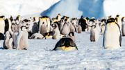 La compagnie a recours à l'hélicoptère pour emmener les touristes auprès de la colonie de manchots empereurs de Snow Hill. La compagnie a recours à l'hélicoptère pour emmener les touristes auprès de la colonie de manchots empereurs de Snow Hill.