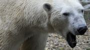 "On a tronçonné Olaf": comment un zoo français se serait débarrassé du cadavre d'un ours polaire "On a tronçonné Olaf": comment un zoo français se serait débarrassé du cadavre d'un ours polaire