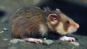 La 6e extinction de masse a commencé : un million d'espèce en danger La 6e extinction de masse a commencé : un million d'espèce en danger