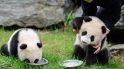 Première sortie des bébés panda de Paira Daiza Première sortie des bébés panda de Paira Daiza