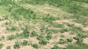 Les mauvaises herbes, mieux enracinées, n'ont pas de difficultés à pousser, contrairement à l'herbe Les mauvaises herbes, mieux enracinées, n'ont pas de difficultés à pousser, contrairement à l'herbe