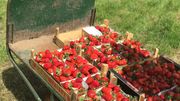 Barry: pas assez de fraises pour satisfaire tous les clients Barry: pas assez de fraises pour satisfaire tous les clients