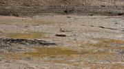 La sécherresse provoquée par El Nino La sécherresse provoquée par El Nino