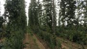 Les plants de houblon montent jusqu'à plus de six mètres de haut Les plants de houblon montent jusqu'à plus de six mètres de haut