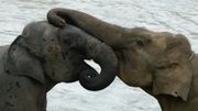 Au Sri Lanka, le confinement a offert un répit aux éléphants menacés Au Sri Lanka, le confinement a offert un répit aux éléphants menacés