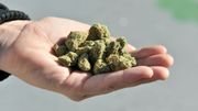 Cannabis: la légalisation est une "option" pour le Mexique Cannabis: la légalisation est une "option" pour le Mexique