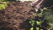 Optimiser son potager en y associant les bons légumes entre eux Optimiser son potager en y associant les bons légumes entre eux